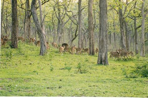 Bandipur National Park | Wildlife Safari, Places to Visit in Bandipur