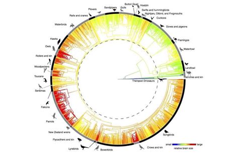 Researchers traces the history of brain evolution from tyrannosaurs to modern crows