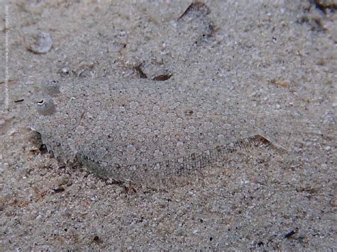 Snorkeling in Tuerredda Beach (Spiaggia di Tuerreda) | Snorkeling in ...