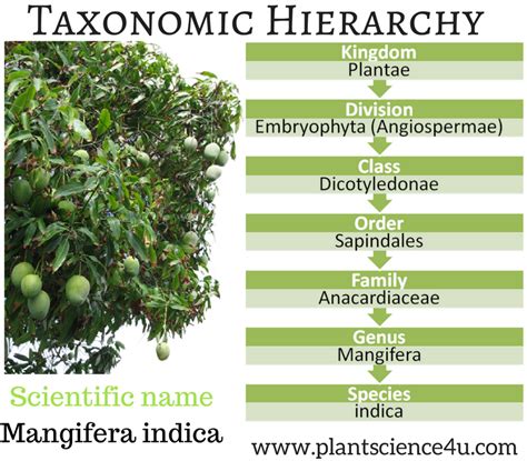 The Taxonomic Hierarchy of Plants (Mango) | Plant Science 4 U