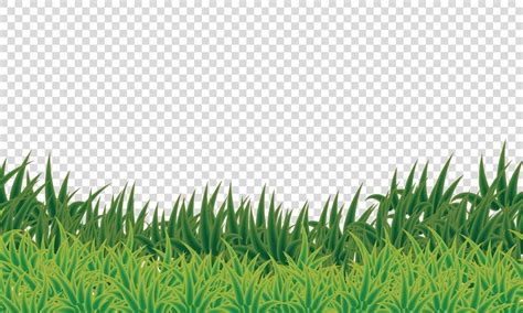Green Grass Transparent Background 8084183 Vector Art at Vecteezy