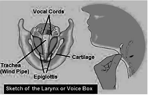 Describe how sound is produced by the human voice box (or larynx ...