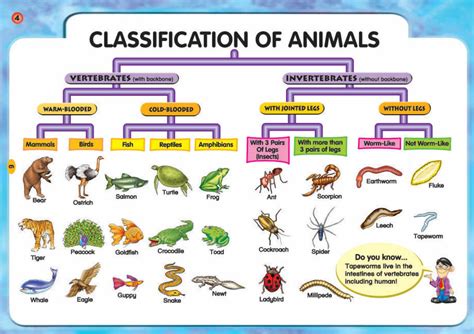 Facts about Animals: It’s Types and Classification