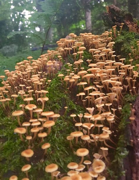 Mushroom Forest #mushrooms #fungi #nature #photography | Nature ...