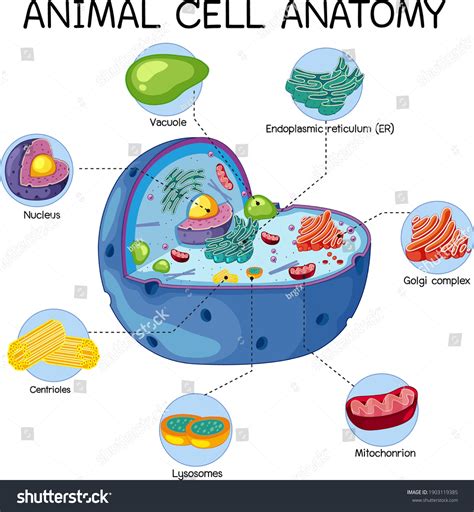 Anatomy Animal Cell Biology Diagram Illustration Stock Vector (Royalty ...