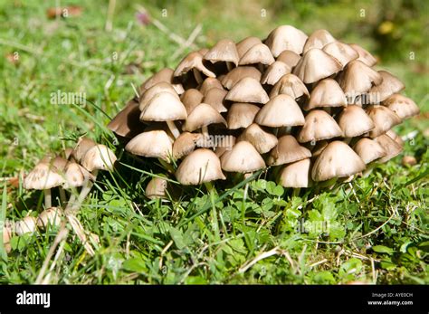 Actualizar 103+ imagen club fungi examples - Abzlocal.mx