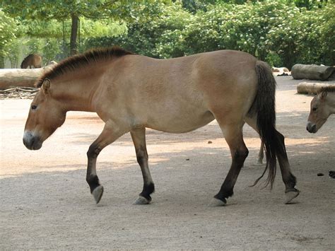 Mongolia's Przewalski's Horse - Gateway Gazette