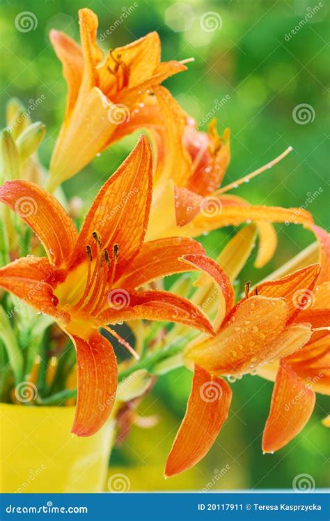 Orange day-lily bouquet stock image. Image of color, summer - 20117911