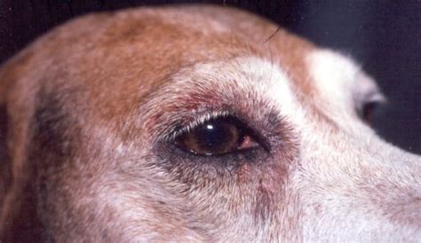 Progressive Retinal Atrophy In Dogs | Causes, Symptoms, and Treatment