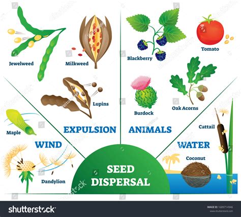 Seed Dispersal By Water Royalty-Free Images, Stock Photos & Pictures ...