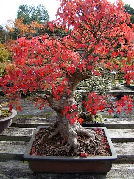 Large Trident Maple Bonsai - Bonsai Empire