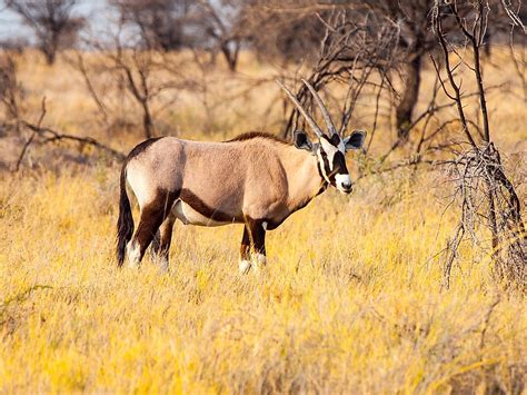 Animals That Live in the Namib Desert - WorldAtlas