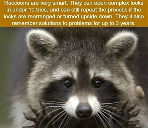 Raccoons... | Wtf fun facts, Fun facts, Animal facts