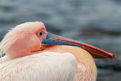 Beautiful Pink Pelican Bird. Natural Wildlife Shot in Namibia. Stock Photo - Image of garden ...