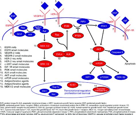 Key oncogenic pathways. Overview of relevant pathways and molecular ...