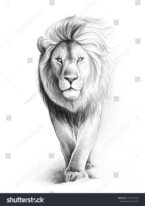 Lions Black And White Drawing