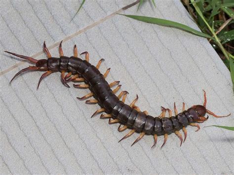 Common Pests After Rainy Weather In Texas - The Bug Master Pest Control ...