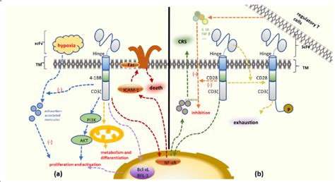 Novel Targeting Approaches And Signaling Pathways Of Colorectal Cancer 418