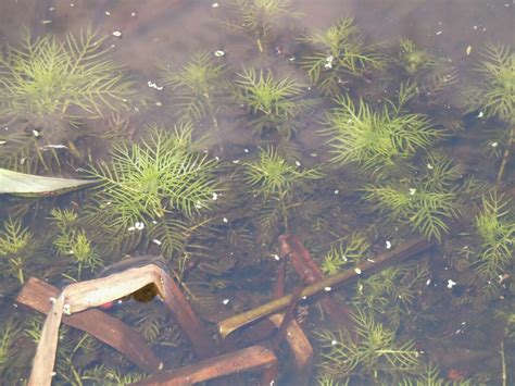 Wayne's Wetland Diary: Macrophytes of the Malltraeth marsh and a few starling too!