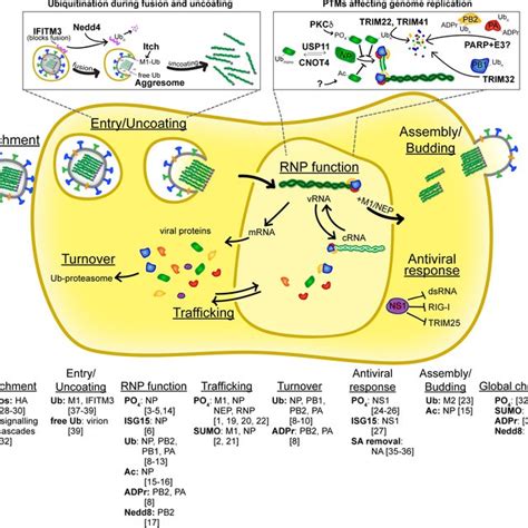 (PDF) Flu’s cues: Exploiting host post-translational modifications to direct the influenza virus ...