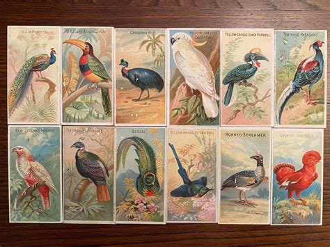 50 Vintage Tropical Bird Cigarette Card Reproductions for - Etsy UK