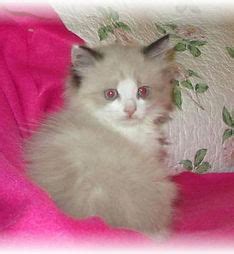 Adorable RagaMuffin Kittens | Take a Peak