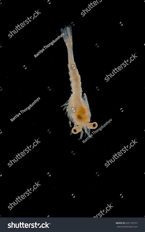 Mysis Zooplankton Under Microscope Stock Photo 632170157 | Shutterstock