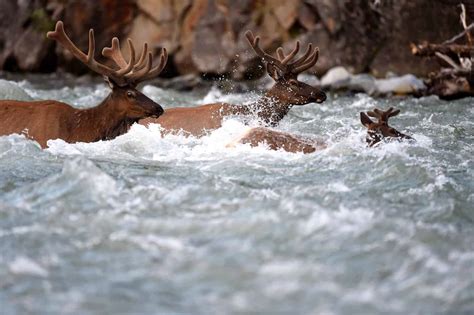 Elk River - American Conservation Film Festival | ACFF