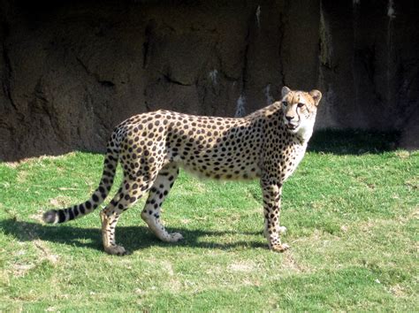 Animal encounters at Busch Gardens Tampa Bay