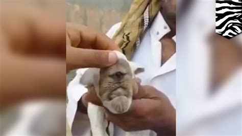 Cyclops goat: video of villagers inspecting mutated one-eyed baby goat goes viral - TomoNews ...