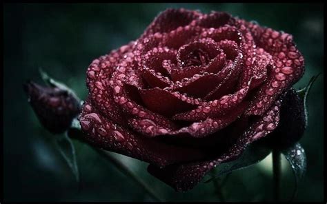 Dark - Roses Wallpaper (11662646) - Fanpop