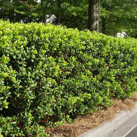 Dwarf Burford Holly Shrub - Ilex cornuta 'Burfordii Nana' – BrighterBlooms.com