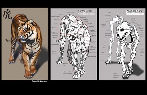 N M Zuka — anatoref: Tiger Anatomy Top Image Row 2 Row 3 Row ...