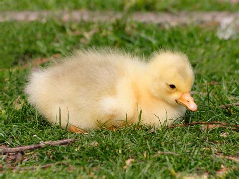 Gosling Or Baby White Goose Photograph by Lynne Dymond