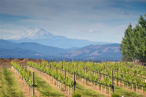 Vintages and vines: The 10 best wineries in Hood River Oregon