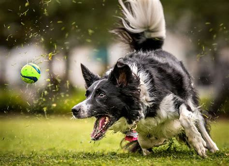 Top 10 Sports and Activities for Dogs