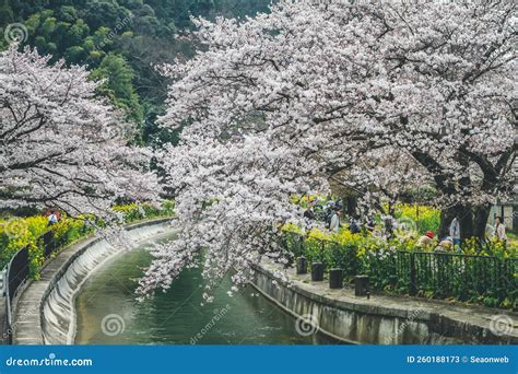 Cherry Blossom at Lake Biwa Canal in Yamashina Editorial Stock Photo ...