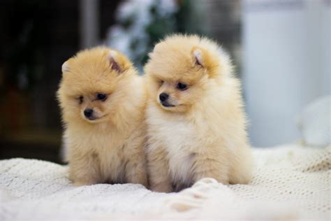 Where to Find Very Small Dog Breeds For Sale - Furry Babies