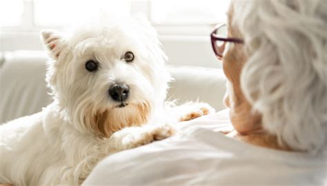 7 Best Companion Dogs for NYC Seniors