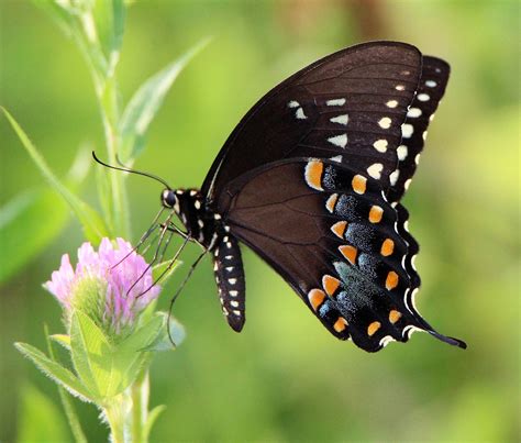 Spicebush Swallowtail - Alabama Butterfly Atlas