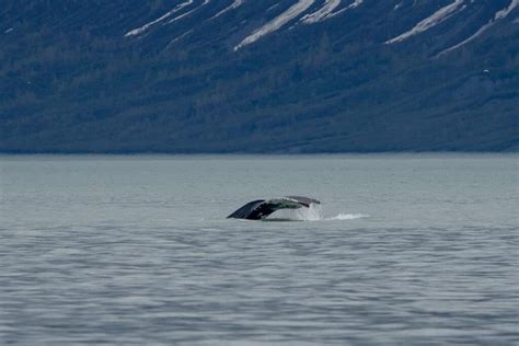 Kayaking Glacier Bay Nat’l Park, AK – Part 2 - Wide Angle Adventure