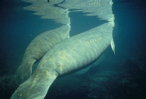 West Indian Manatee - Trichechus manatus | Wildlife Journal Junior