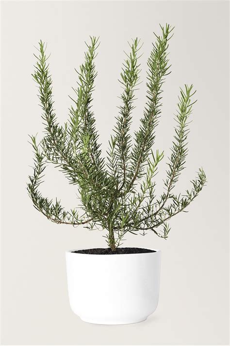 Rosemary in a ceramic pot | Free Photo - rawpixel