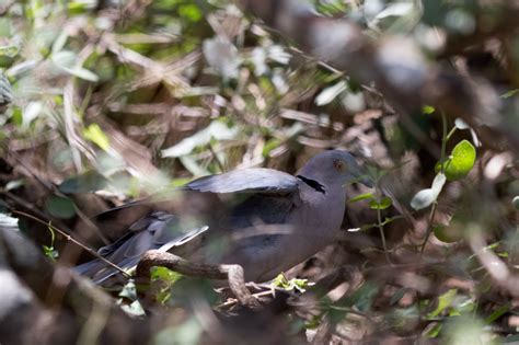 Bird Gallery - Columbiformes (pigeons and doves) - Columbidae (pigeons and doves) - Dove, Red-Eyed