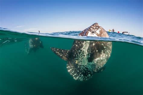 10 Amazing Facts About Ocean Sunfish