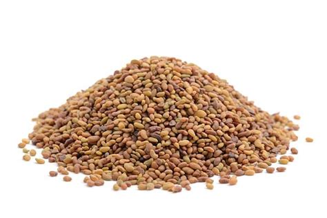 Alfalfa - Seeds | The Grain Grocer