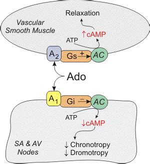 CV Pharmacology | Adenosine