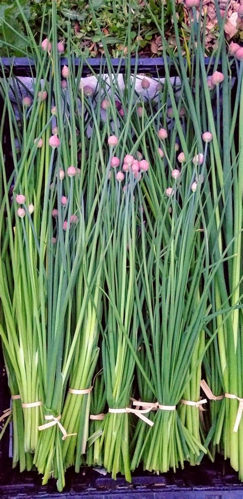 Herb 'Chives' Plant (4" Pot) | Garden Hoard – Certified Organic Heirloom Seeds – Grown in ...