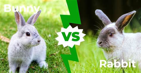 Bunny vs Rabbit - 3 Main Differences - AZ Animals