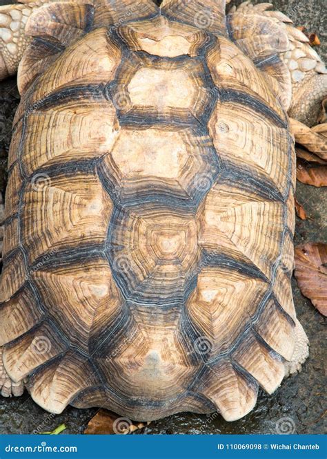 Texture of Turtle Carapace. , Pattern on Tortoise Shell Backgrou Stock ...